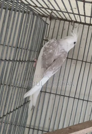 Male Cockatiel