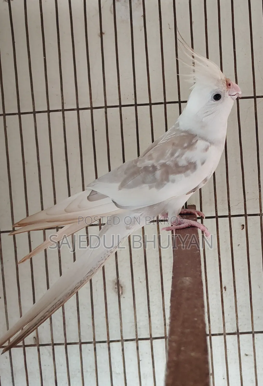 Male Cockatiel