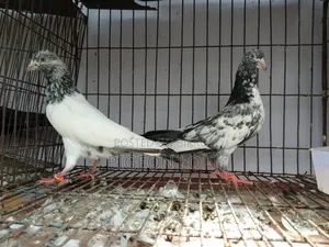 রানিং কবুতর।