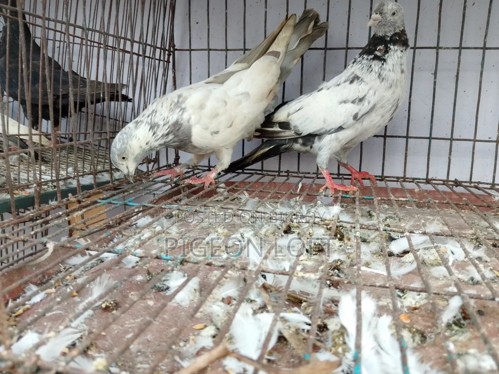 রানিং কবুতর।