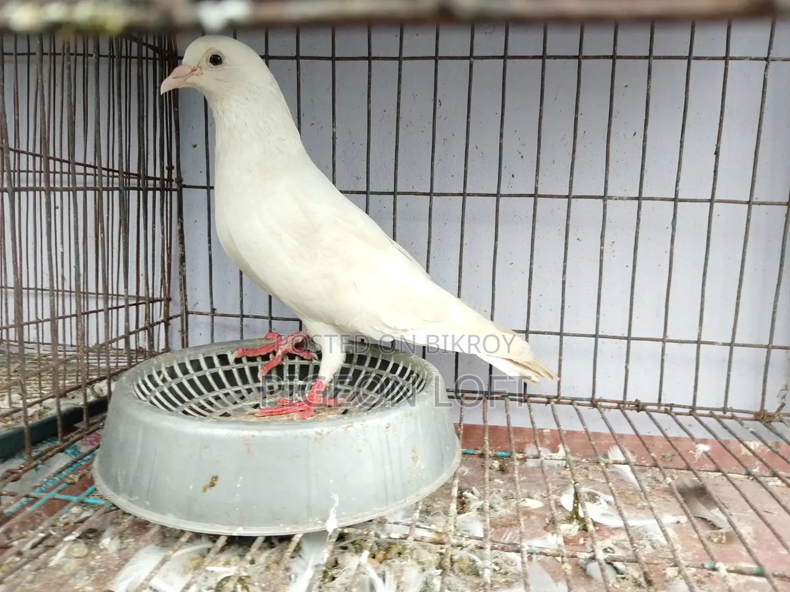 রানিং কবুতর।