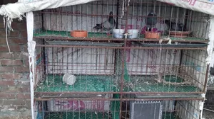 Chicken Cage