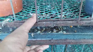 মুরগির খাঁচা