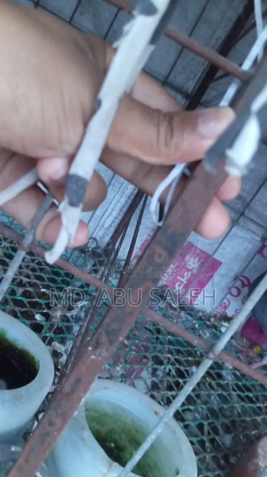 মুরগির খাঁচা