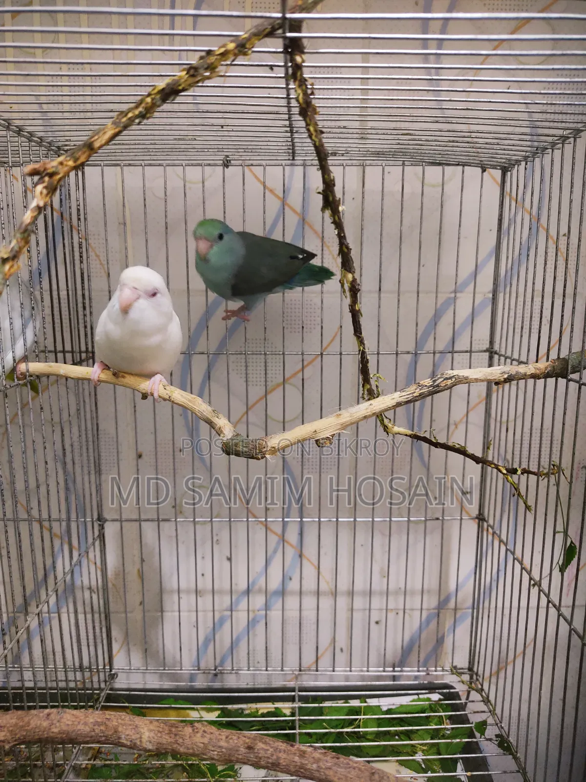 Forpus ( Adult Babies)