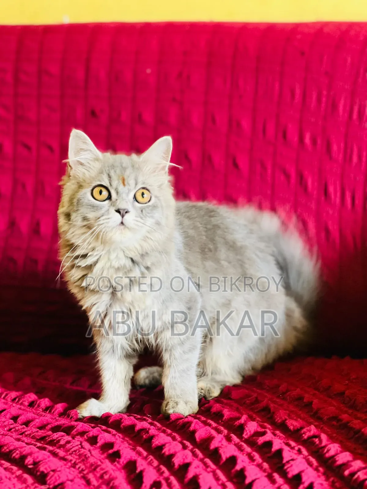 1-3 months Female Purebred Persian