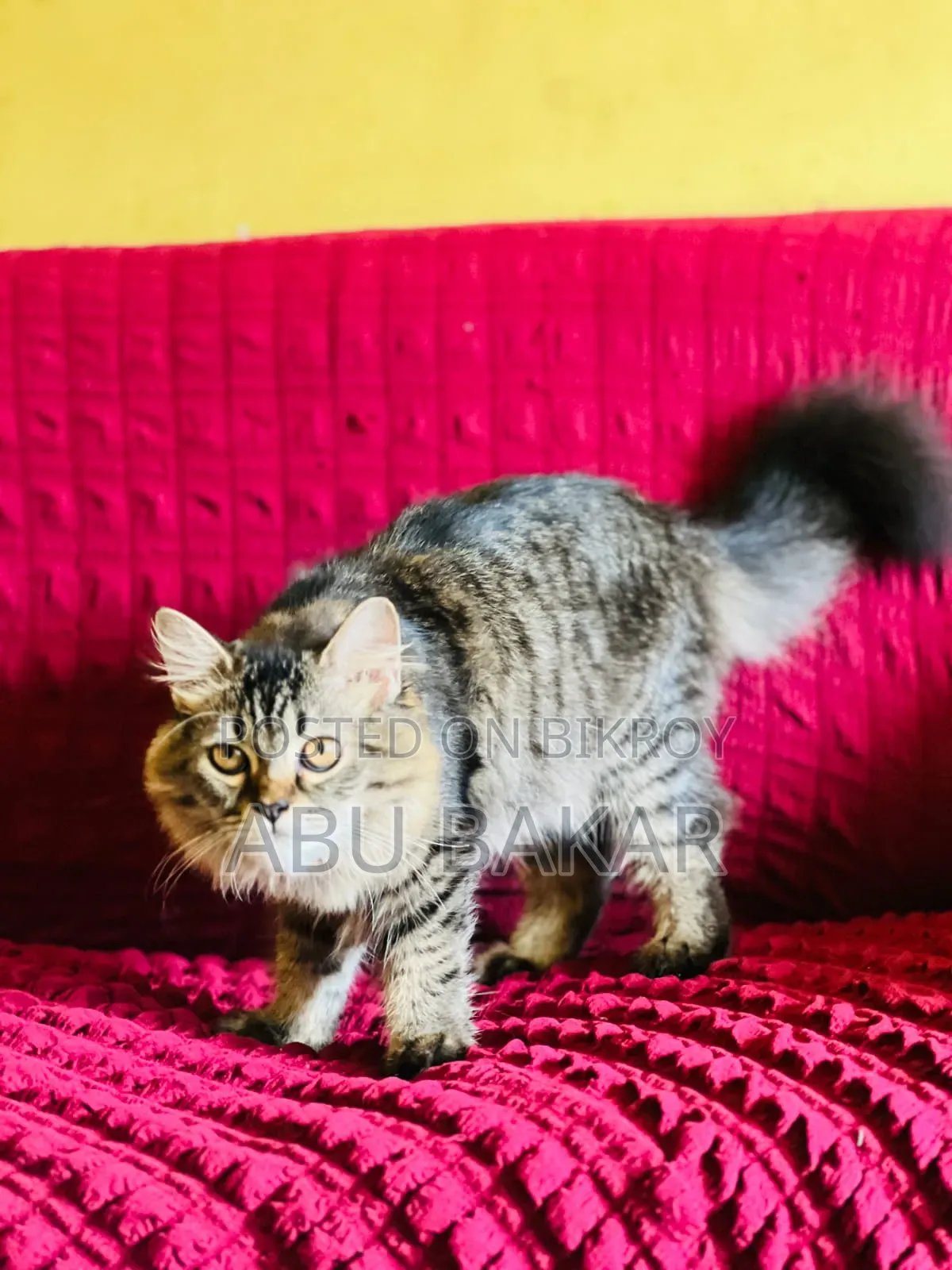 1-3 months Female Purebred Persian