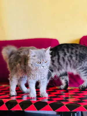 1-3 months Female Purebred Persian