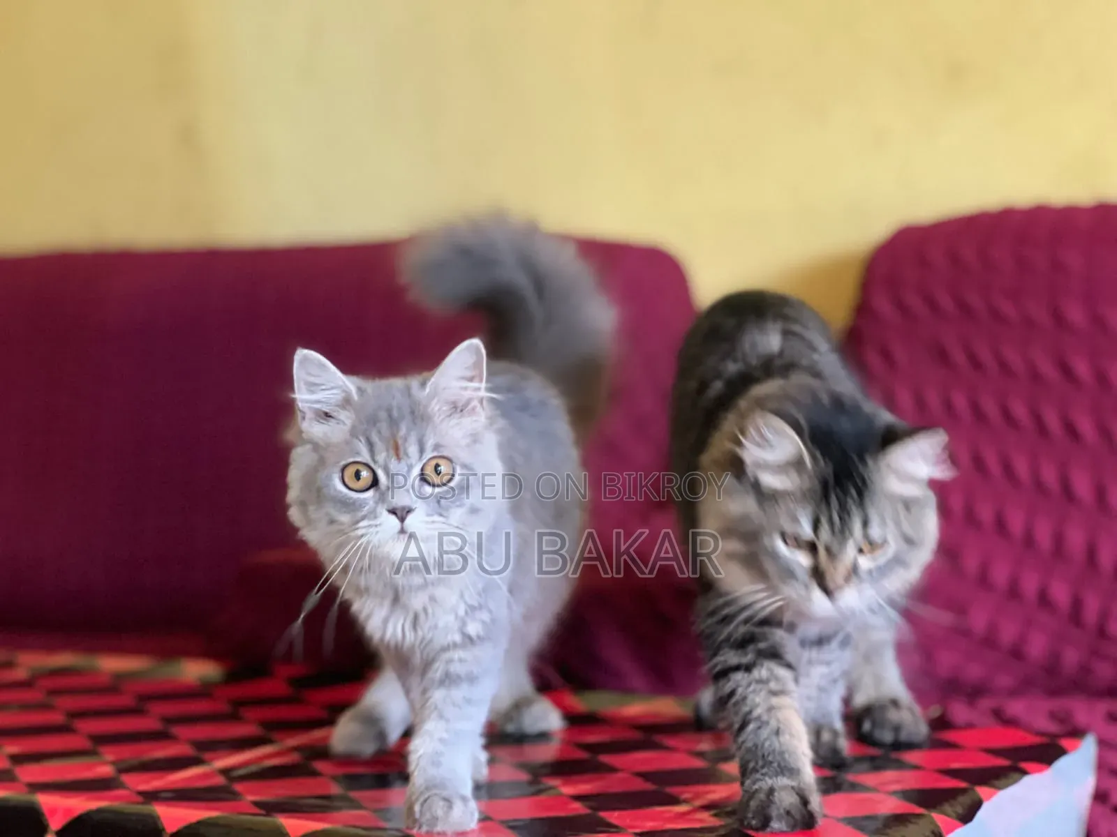 1-3 months Female Purebred Persian