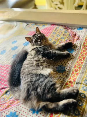 1-3 months Female Purebred Persian