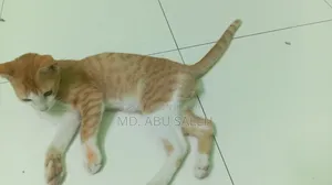 ৩-৬ মাসের পুরুষ খাঁটি বেঙ্গল বিড়াল