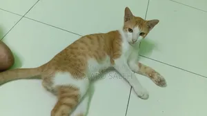 ৩-৬ মাসের পুরুষ খাঁটি বেঙ্গল বিড়াল