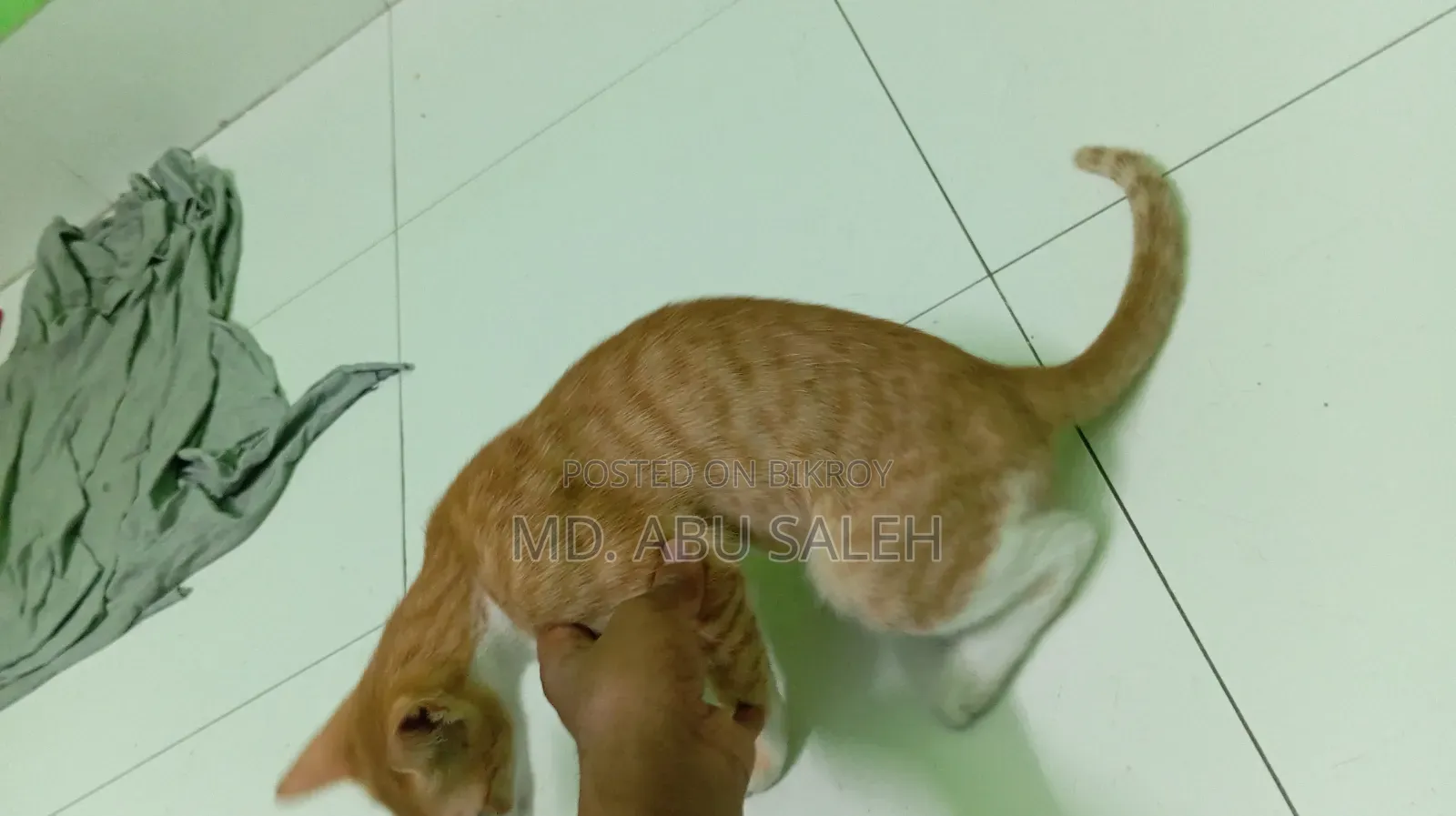 ৩-৬ মাসের পুরুষ খাঁটি বেঙ্গল বিড়াল
