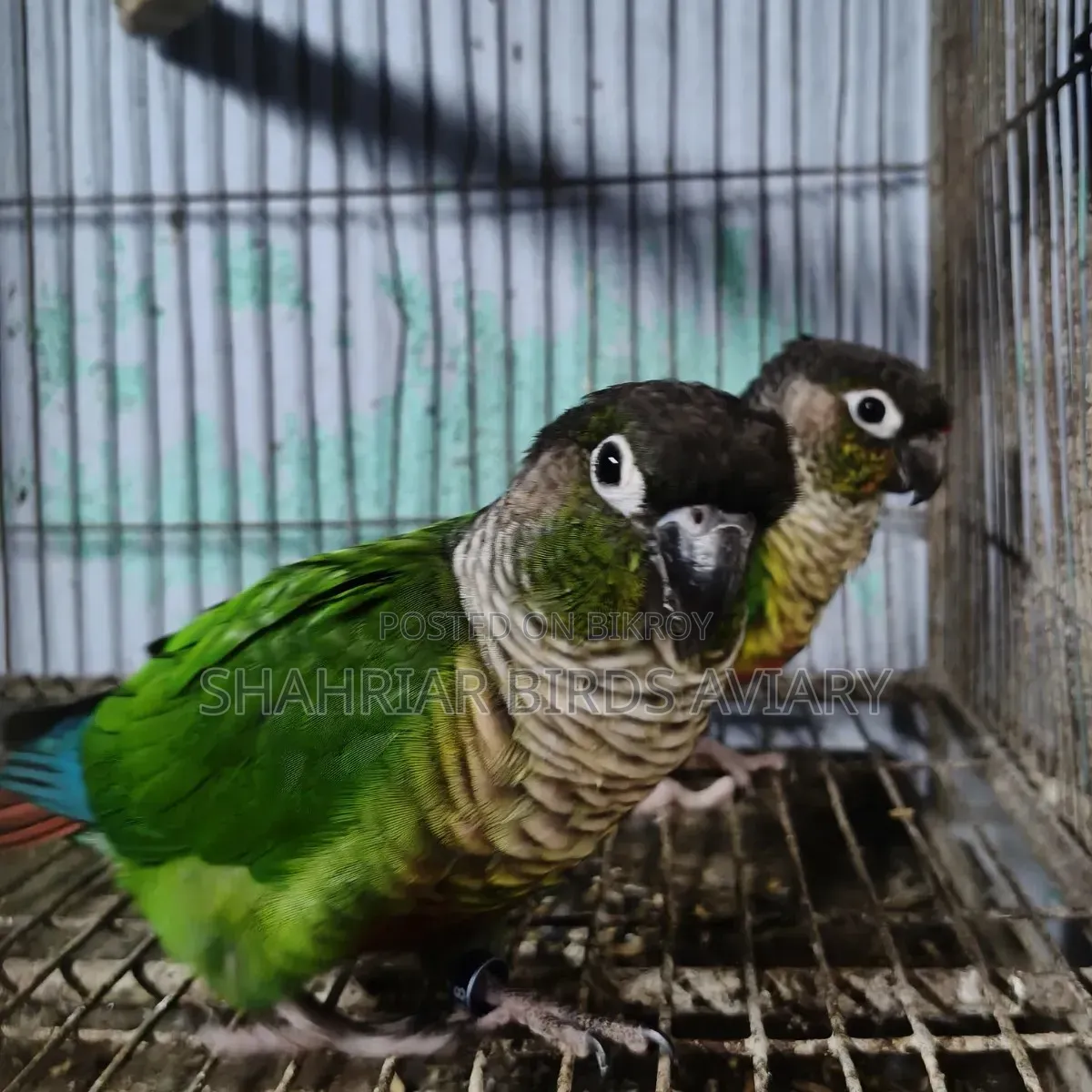 গ্রিন চিক কনিউর পাখি