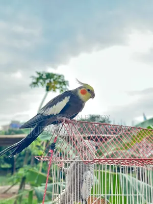 Tame Cockatiel Pair