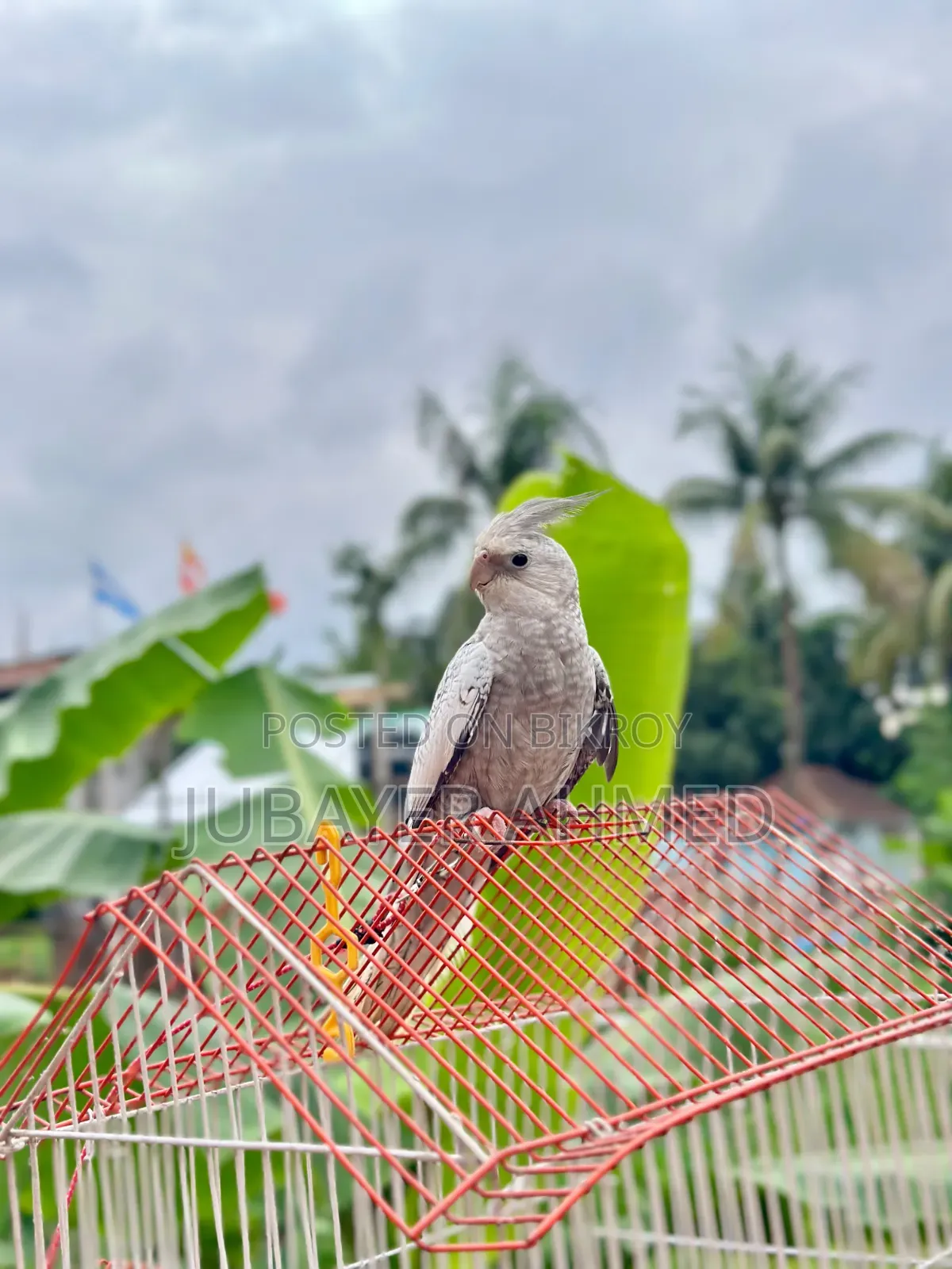 Tame Cockatiel Pair
