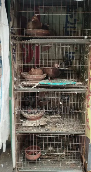 কবুতর / ডিম বাচ্চা সহ