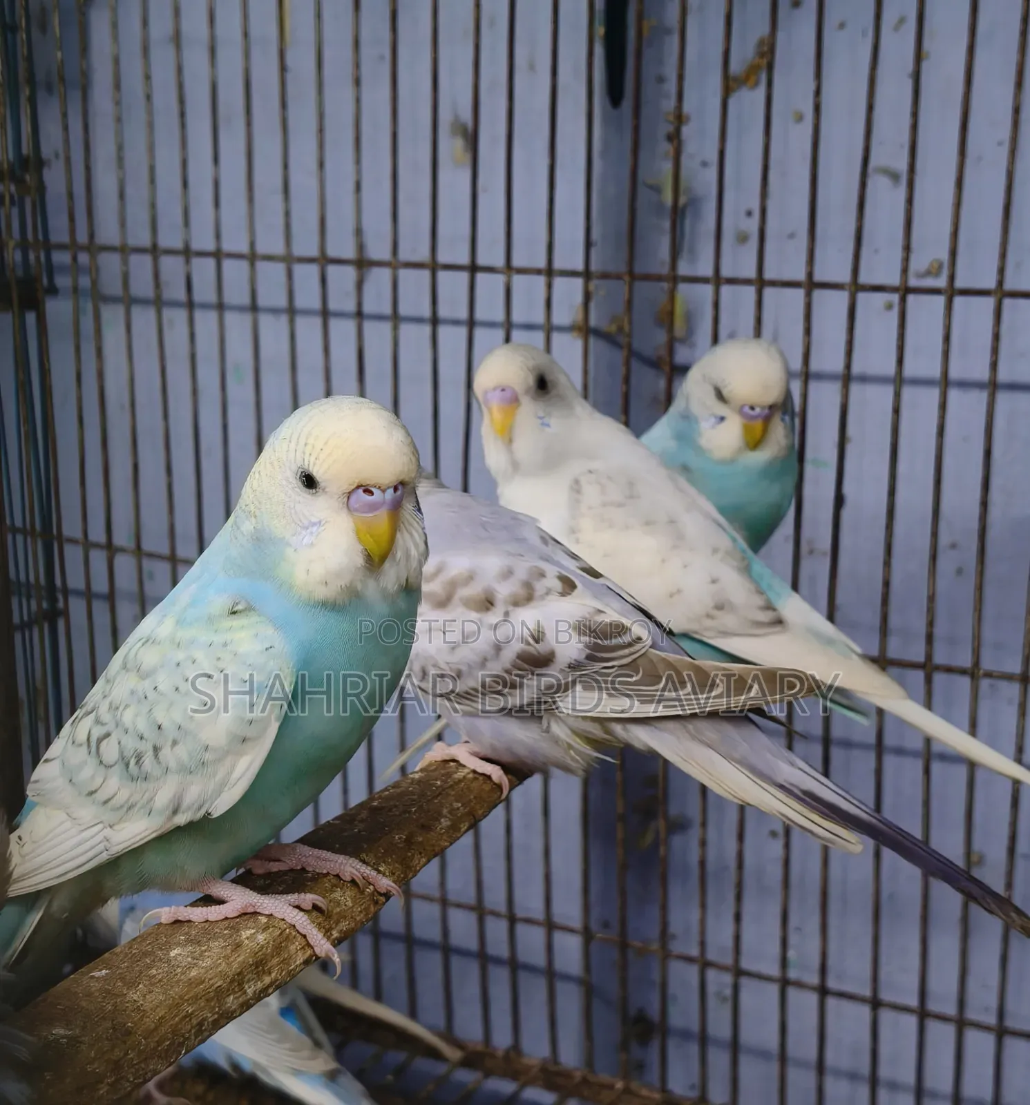Colorful Budgerigar Bird