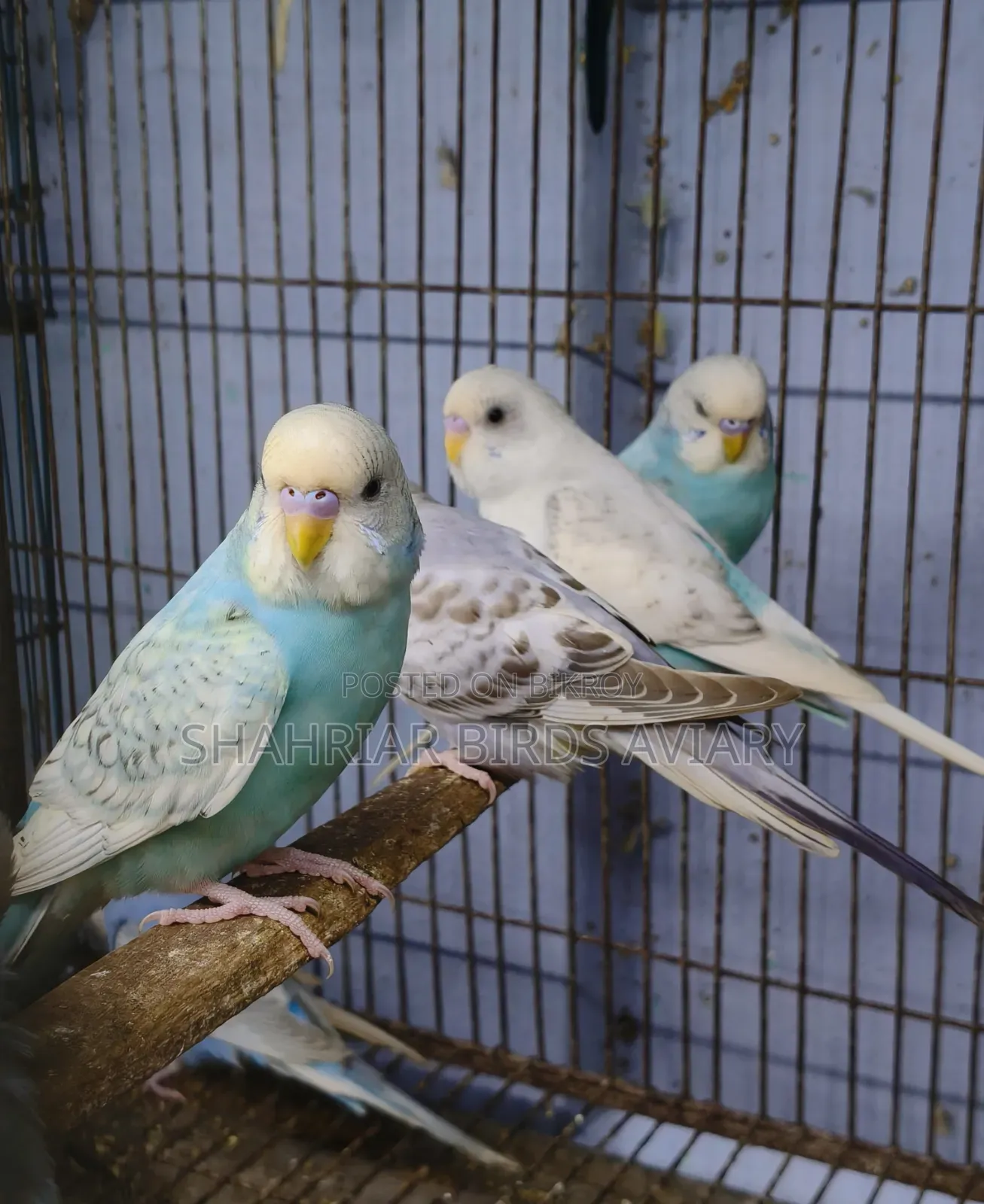 Colorful Budgerigar Bird