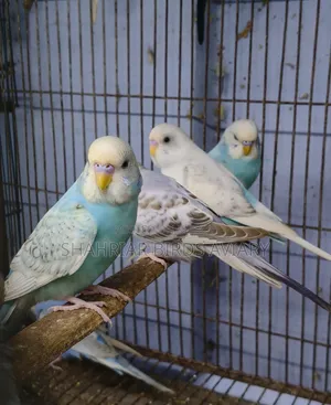 Colorful Budgerigar Bird