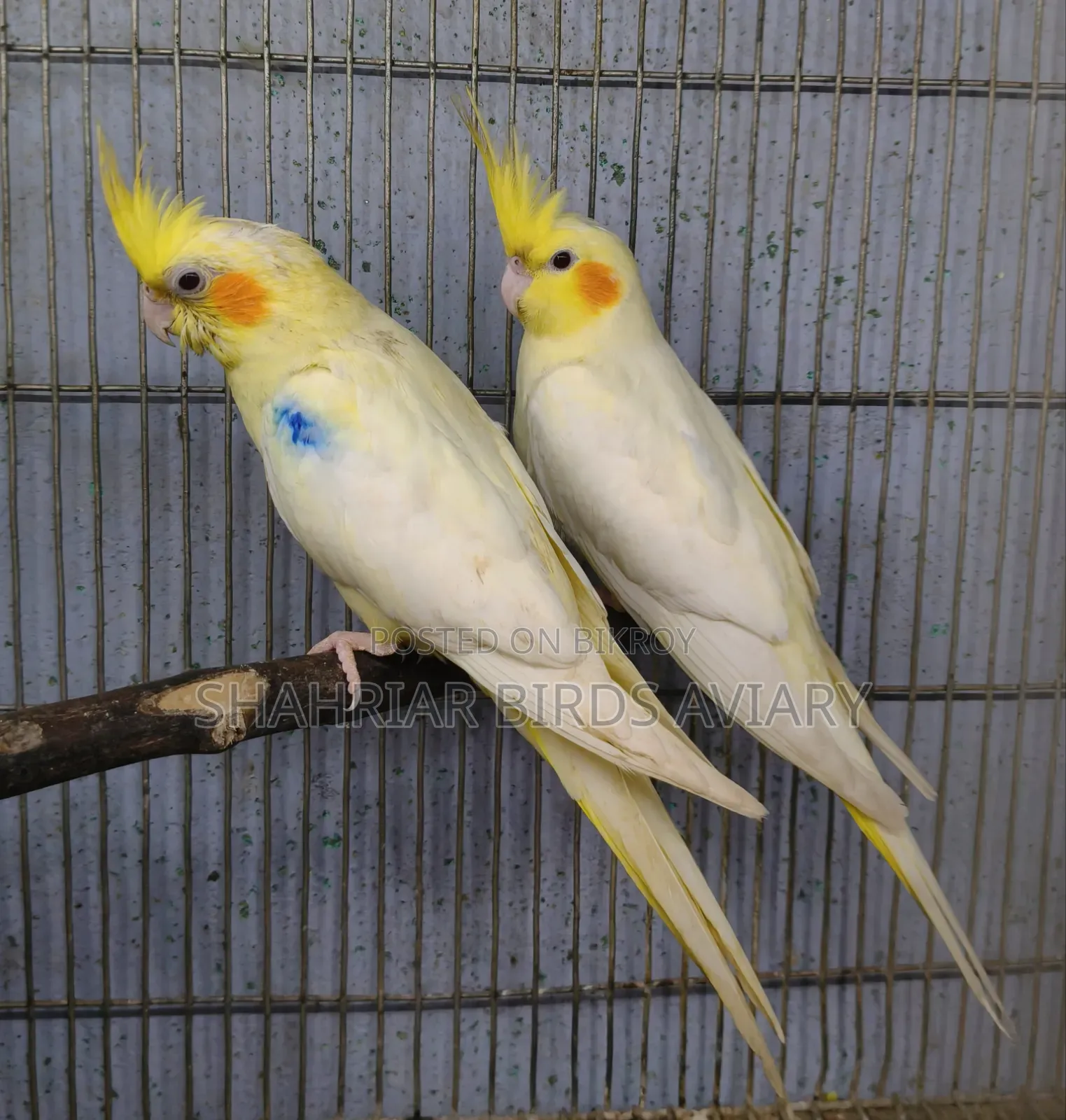 Lutino Cockatiels