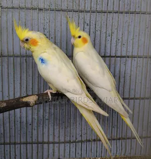 Lutino Cockatiels
