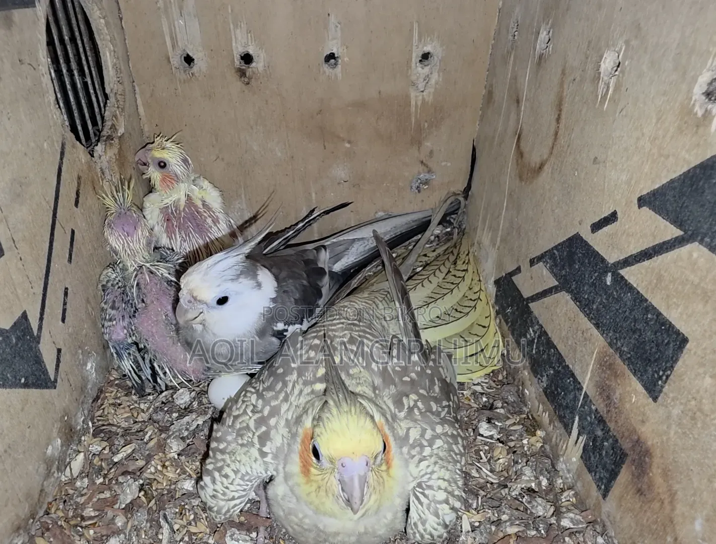 Cockatiel Bird, Cockatiel Bird