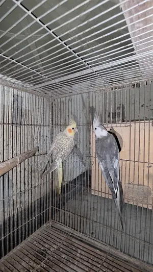 Cockatiel Bird, Cockatiel Bird