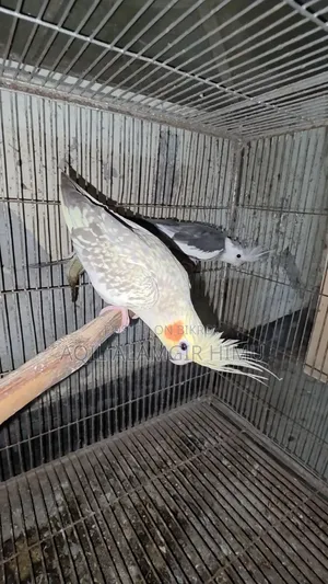 Cockatiel Bird, Cockatiel Bird
