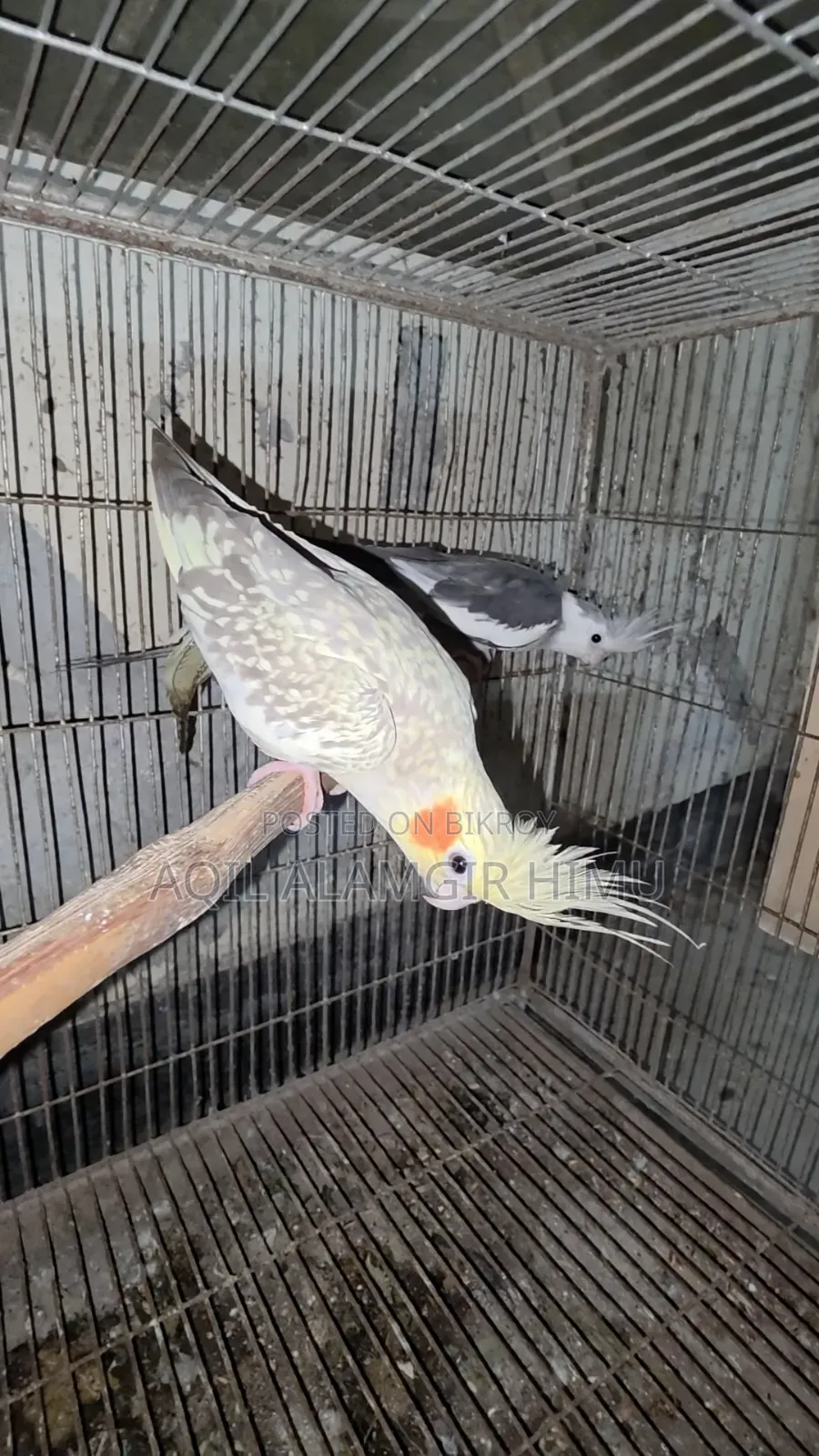 Cockatiel Bird, Cockatiel Bird