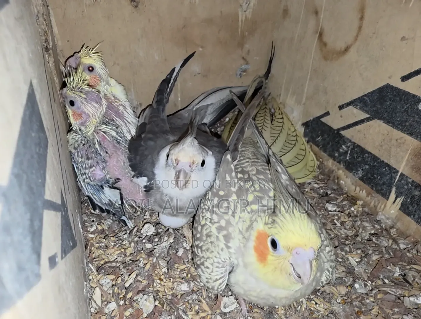 Cockatiel Bird, Cockatiel Bird