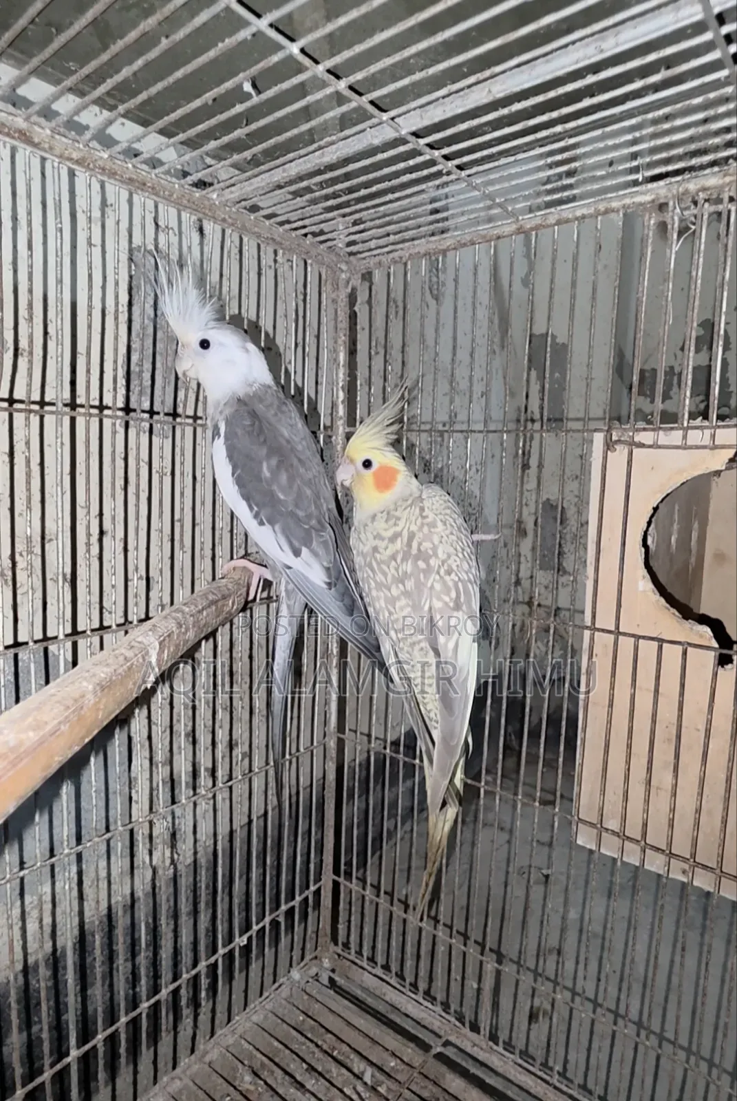Cockatiel Bird, Cockatiel Bird