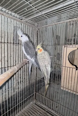 Cockatiel Bird, Cockatiel Bird