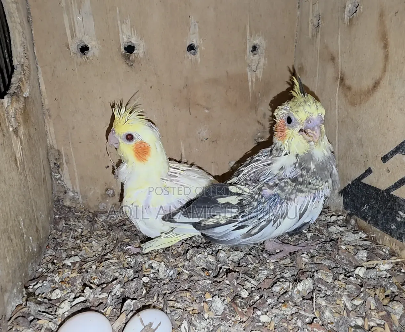 Cockatiel Bird, Cockatiel Bird