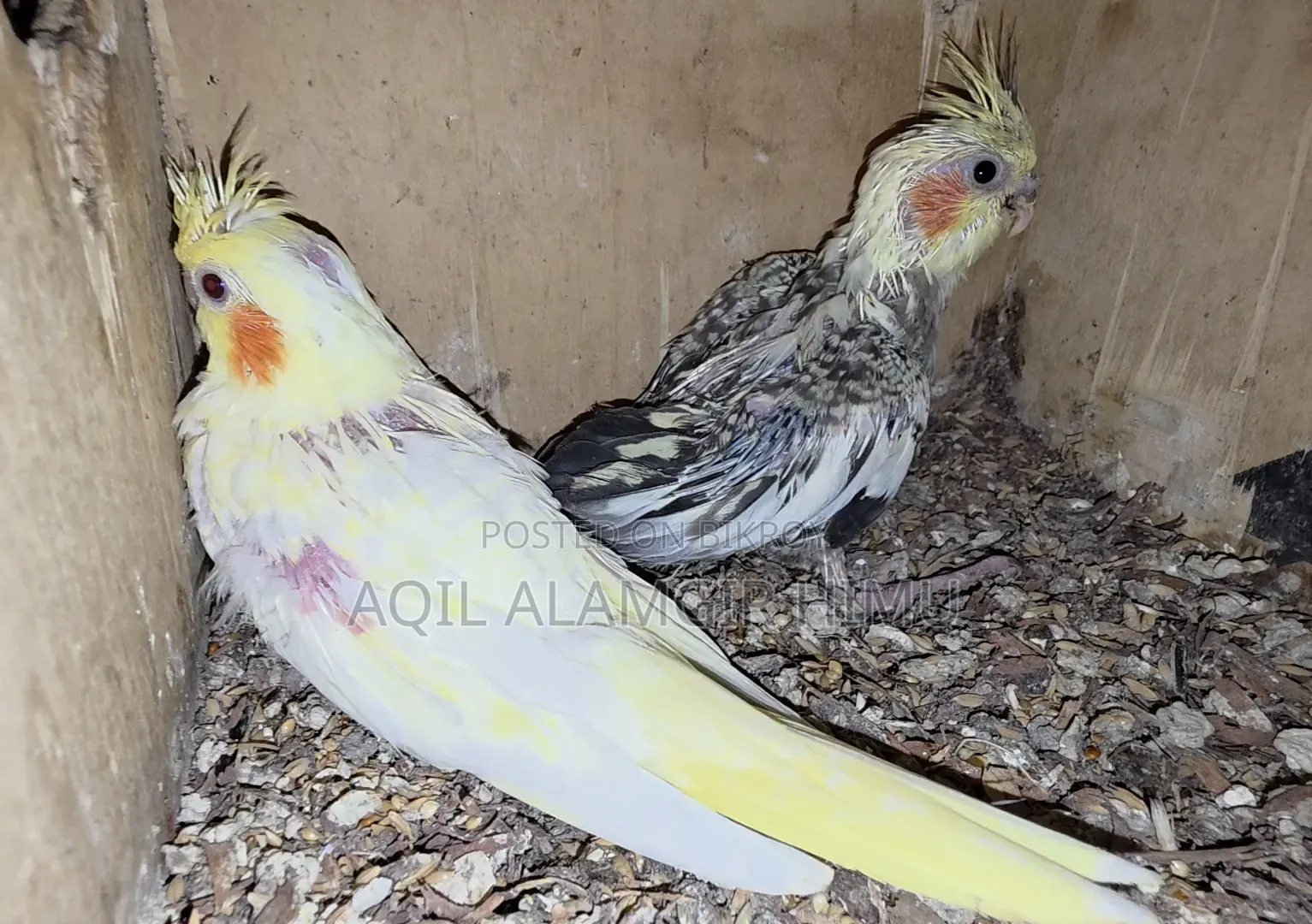 Cockatiel Bird, Cockatiel Bird