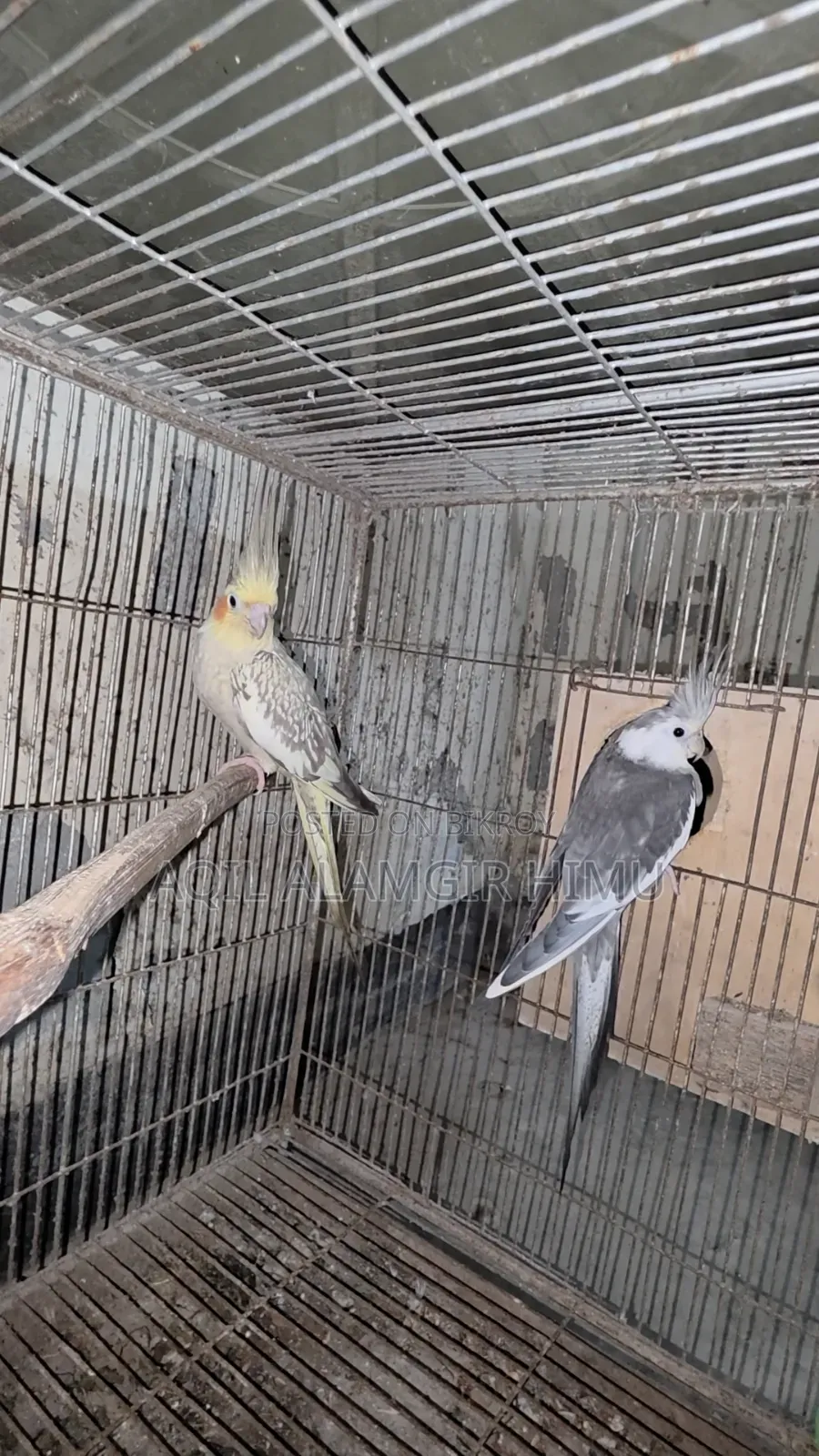 Cockatiel Bird, Cockatiel Bird
