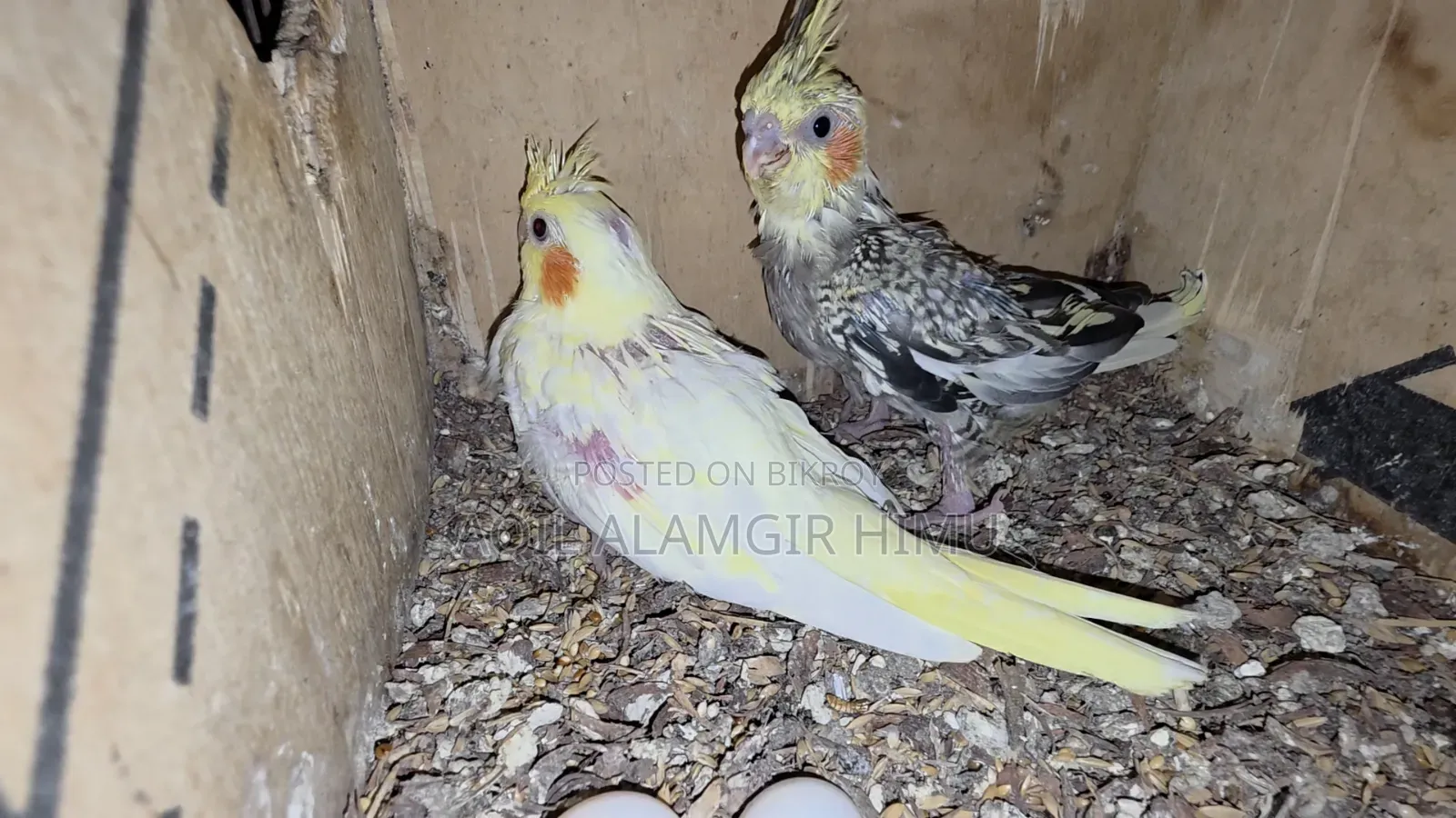 Cockatiel Bird, Cockatiel Bird