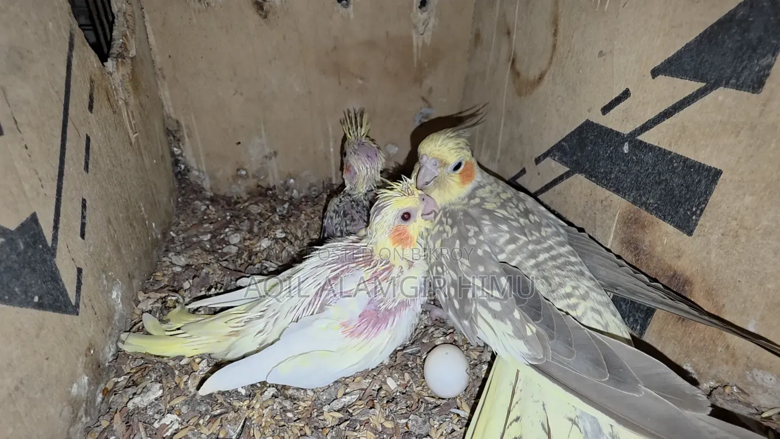 Cockatiel Bird, Cockatiel Bird