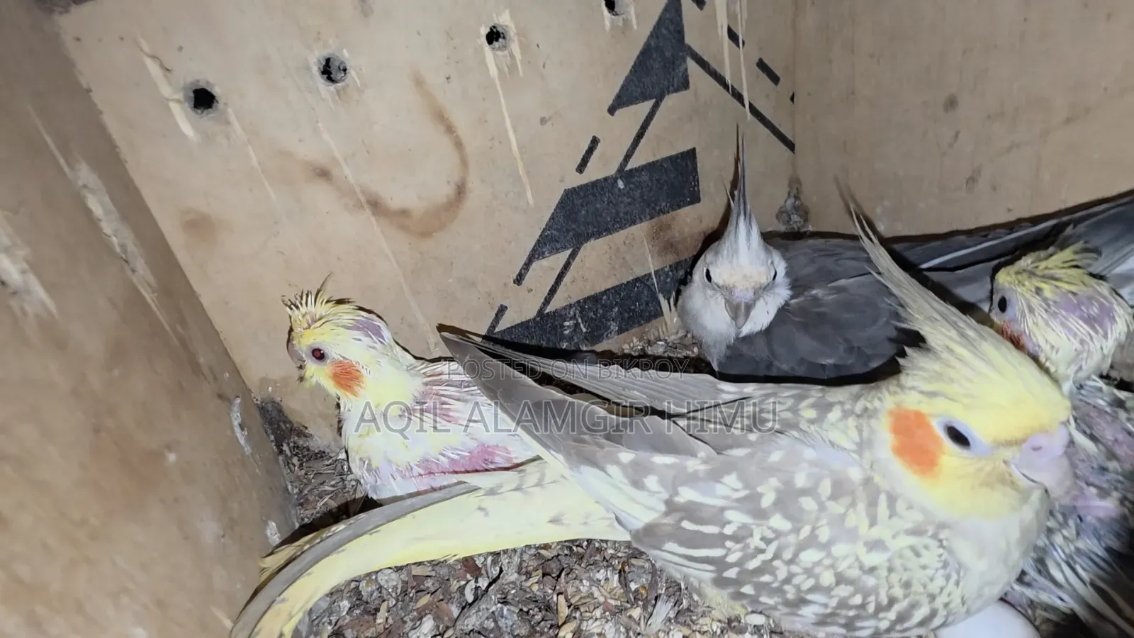 Cockatiel Bird, Cockatiel Bird