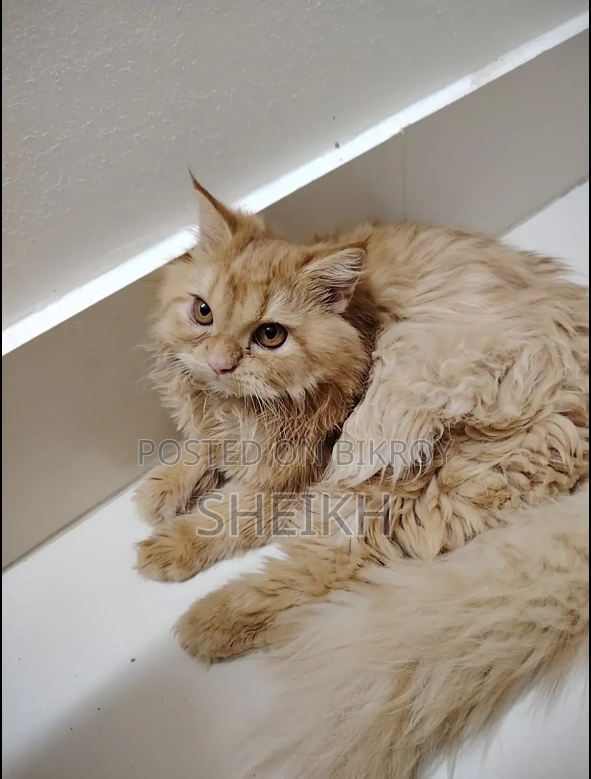 3-6 months Female Purebred Persian