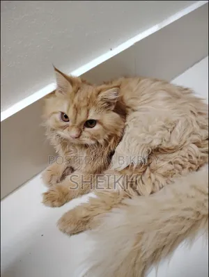 3-6 months Female Purebred Persian