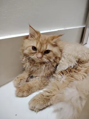 3-6 months Female Purebred Persian