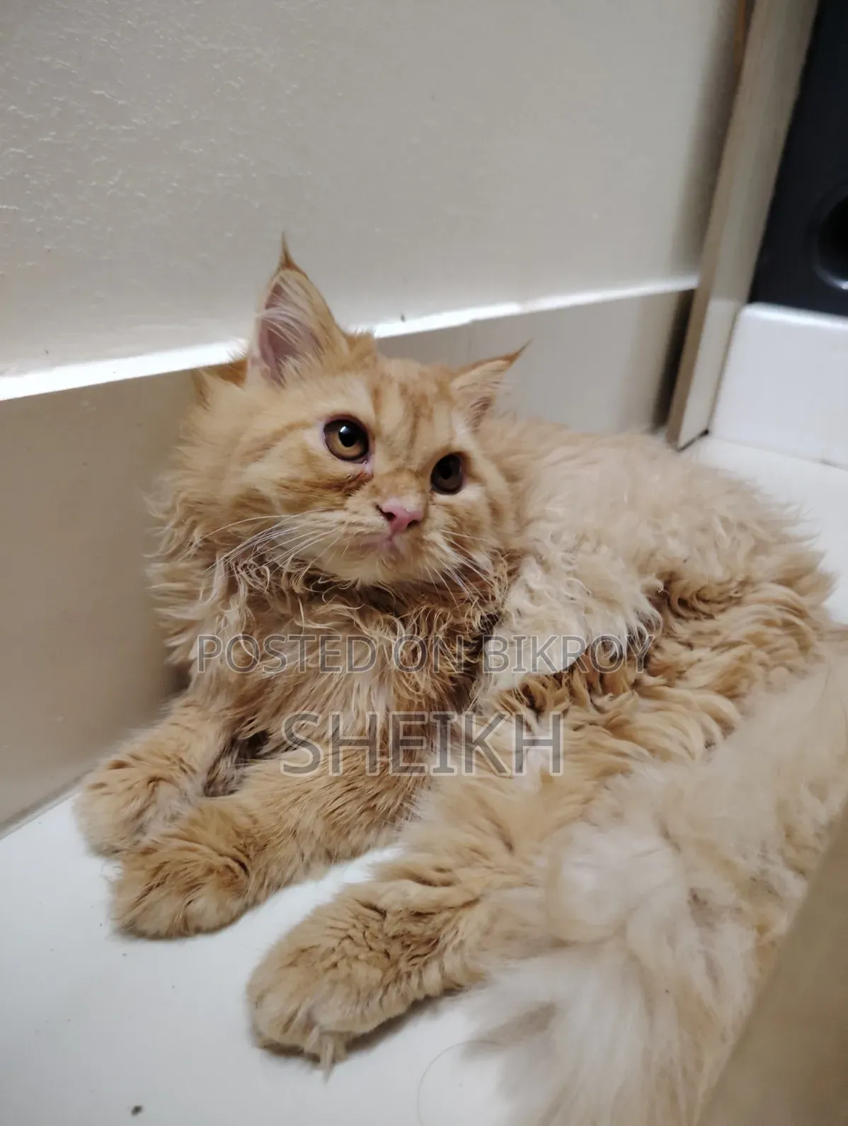 3-6 months Female Purebred Persian