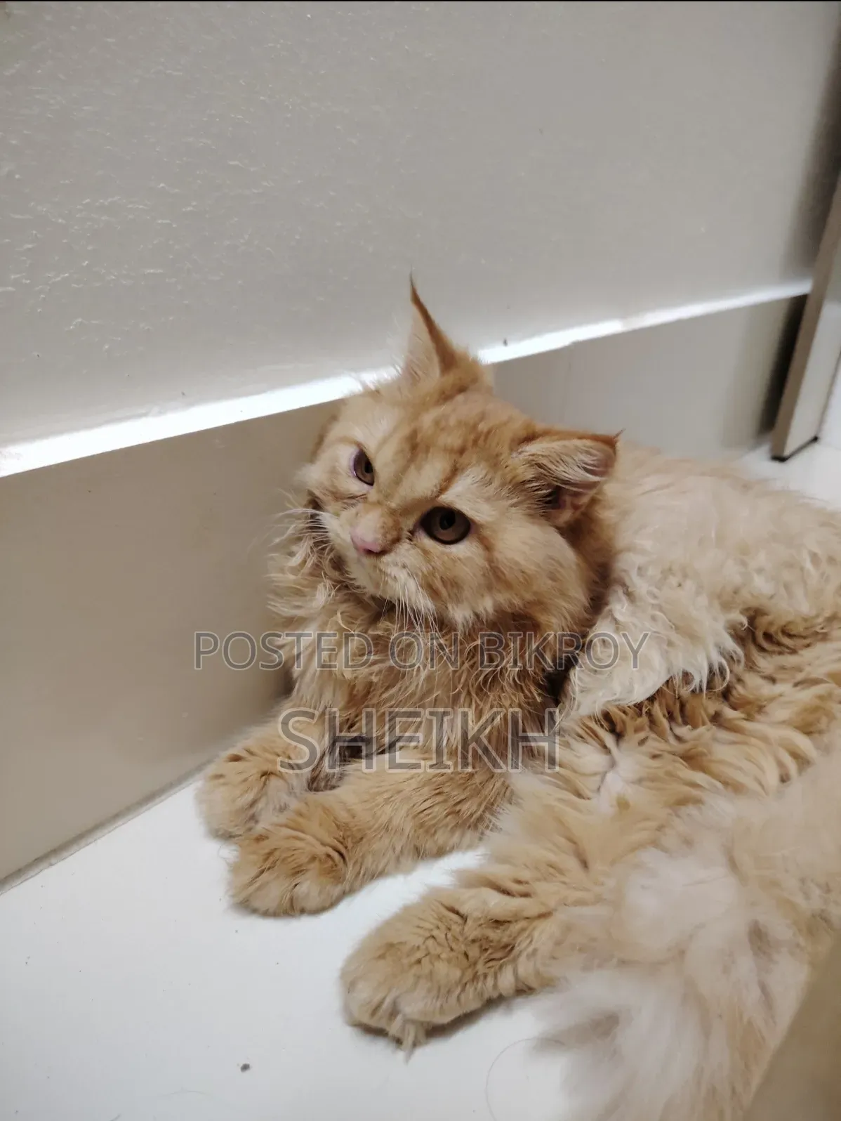 3-6 months Female Purebred Persian