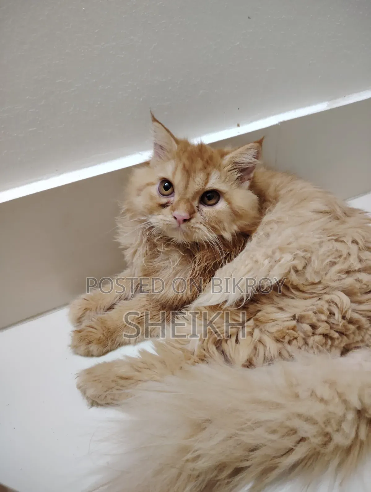 3-6 months Female Purebred Persian