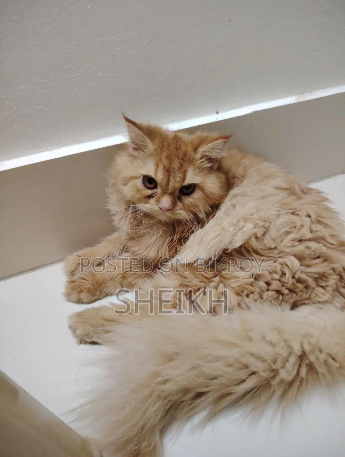 3-6 months Female Purebred Persian