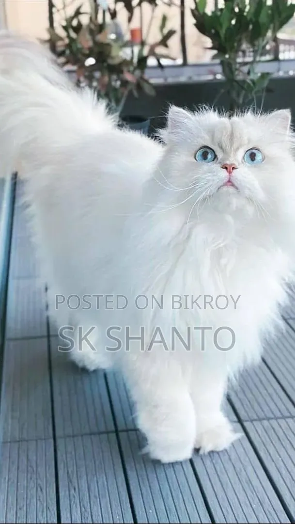1-3 Months Male Purebred Persian