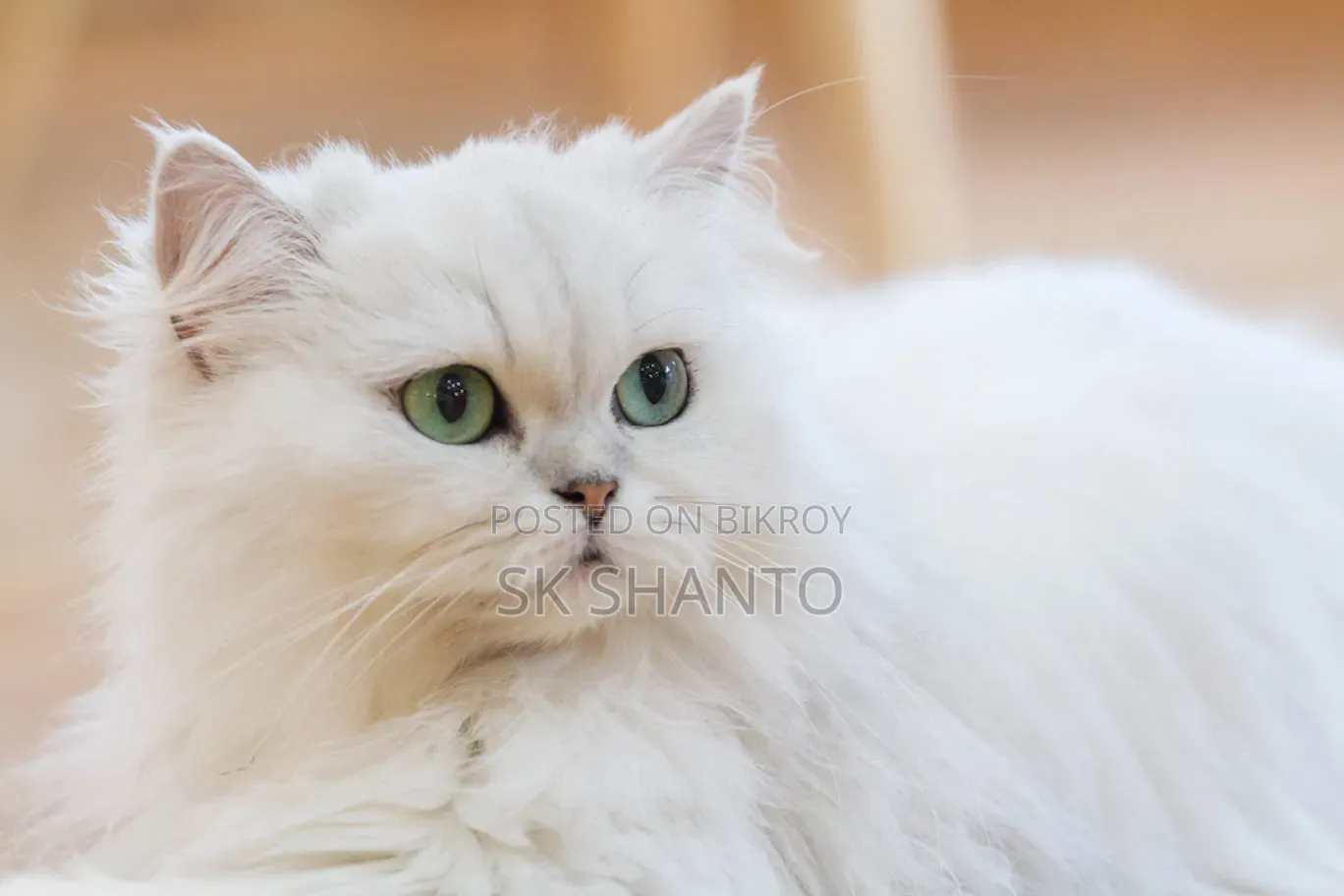 1-3 Months Male Purebred Persian
