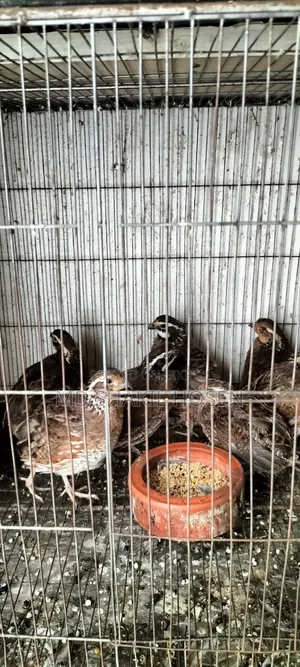 নর্দার্ন ববহোয়াইট নিউ অ্যাডাল্ট