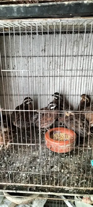 Northern Bobwhite New Adult